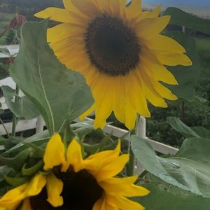 Meet your Posher, Carlina